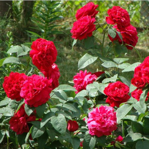 Temno rdeča - Angleška vrtnica